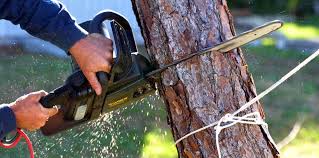 How Our Tree Care Process Works  in  Nassau Bay, TX